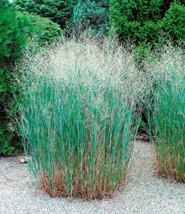 Ziergras 'Heavy Metal'