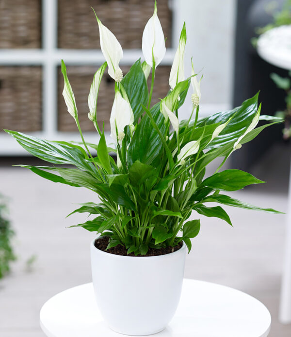 Spathiphyllum