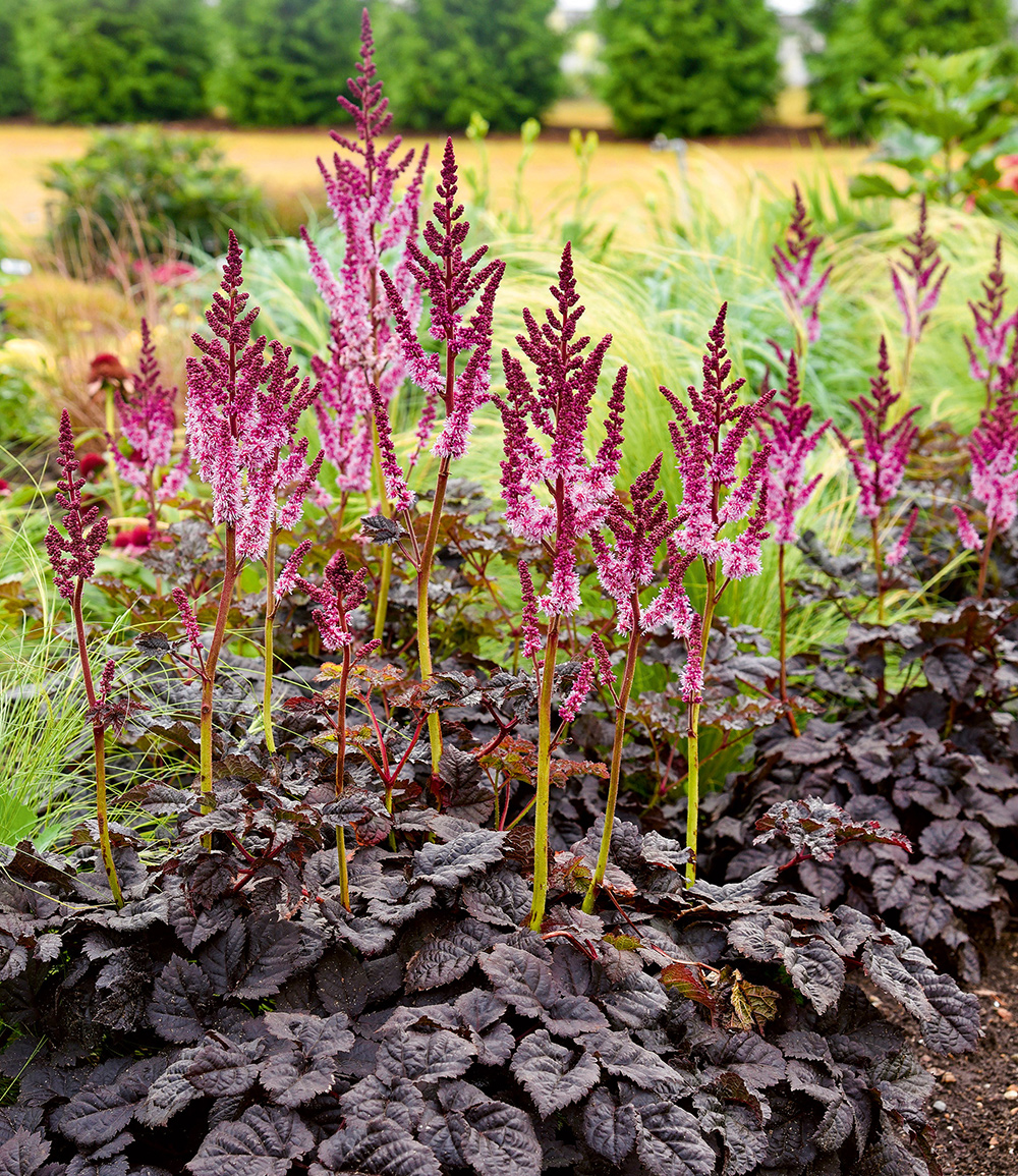 Astilbe 'Dark Side of the Moon®'