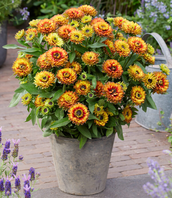 Rudbeckia 'Verzauberte Dämmerung'