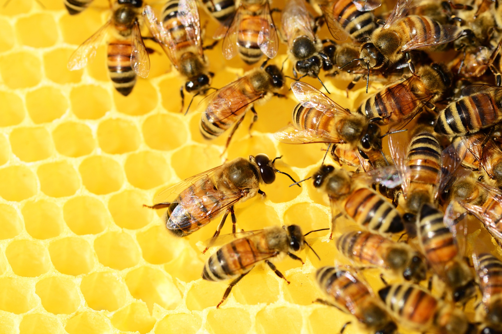 Bienen In Der Erde